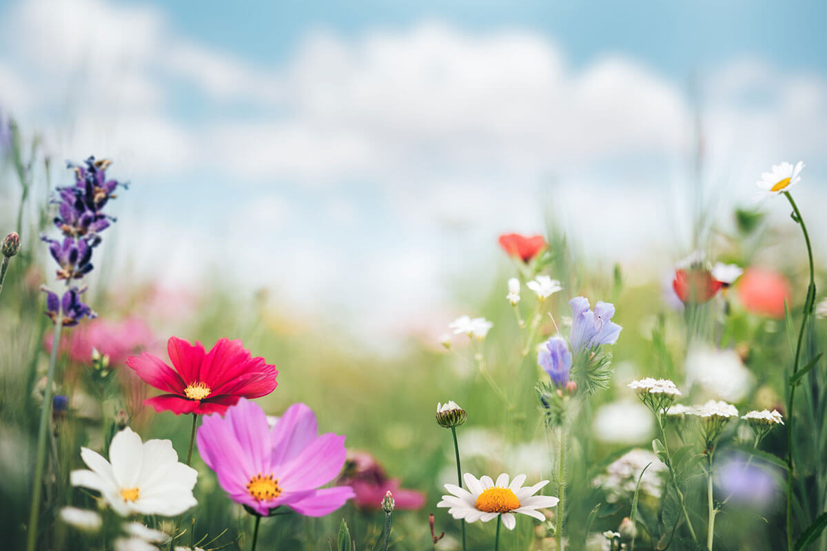 Lee más sobre el artículo Primavera mexicana