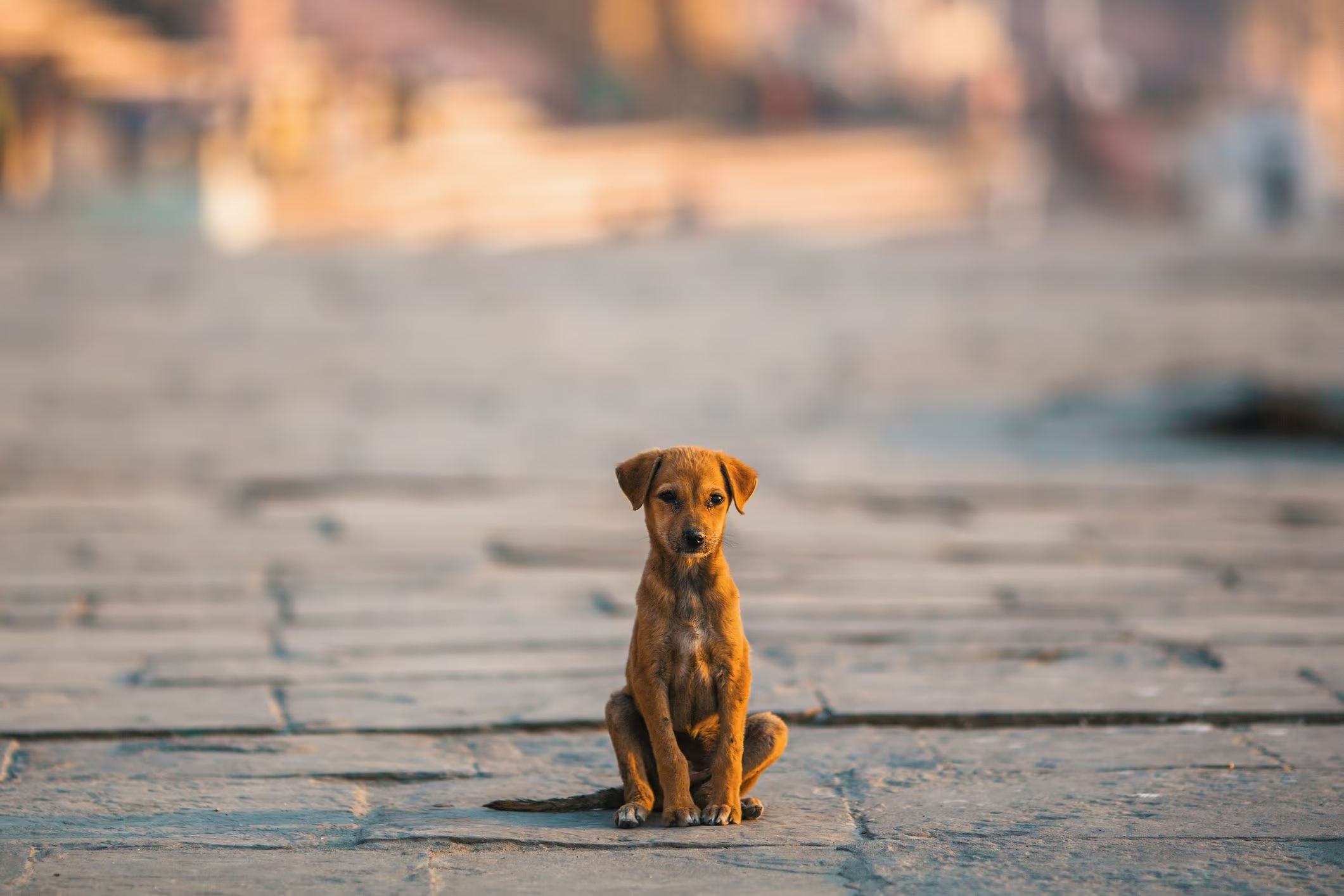 Lee más sobre el artículo Un paso por la justicia para los animales